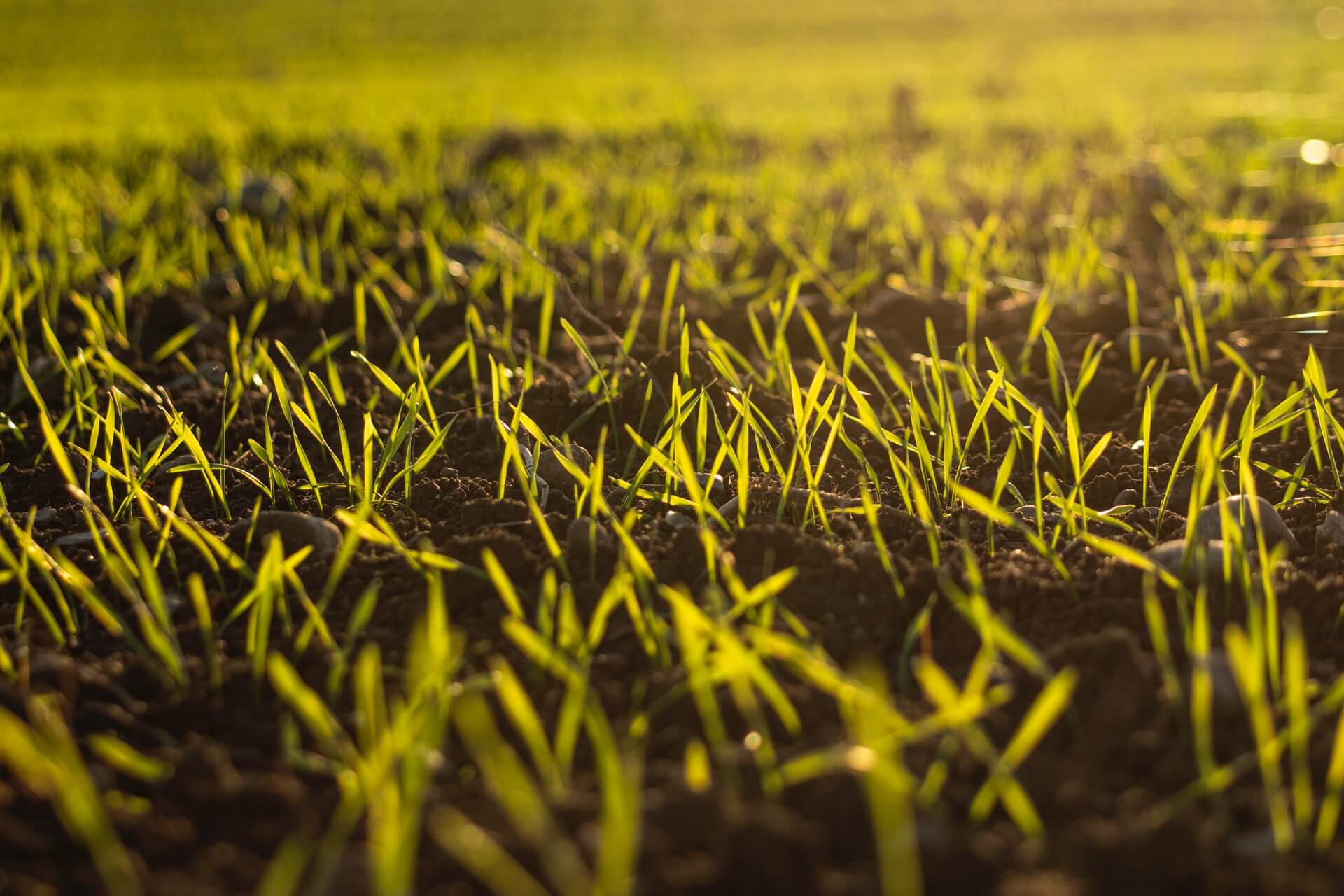 Four Agri-Tech startups to look out for in 2022