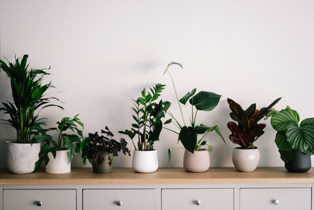 planters for indoor plants annie spratt unsplash