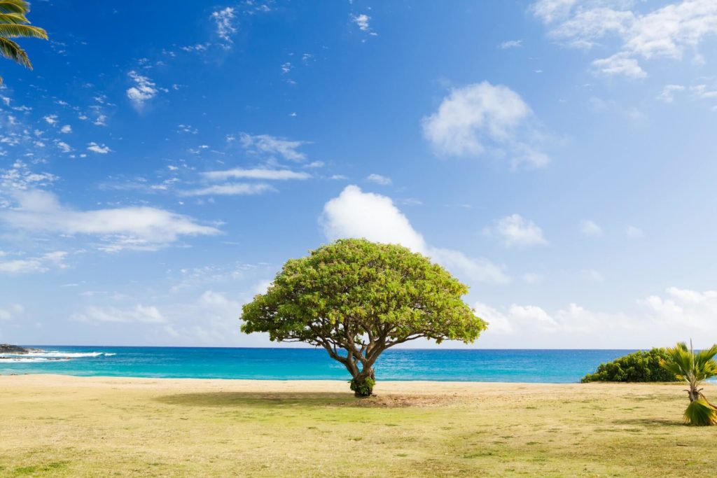 Value of a tree in India