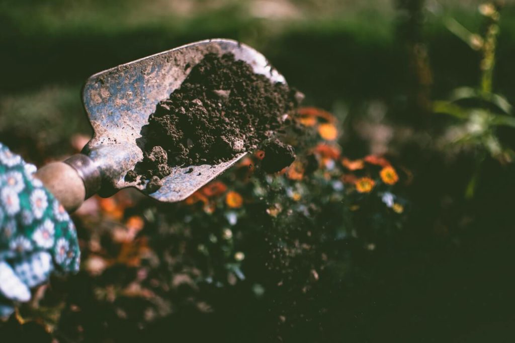 What are Biofertilizers ?
