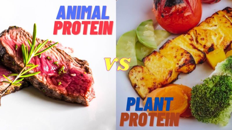 Animal vs Plant protein