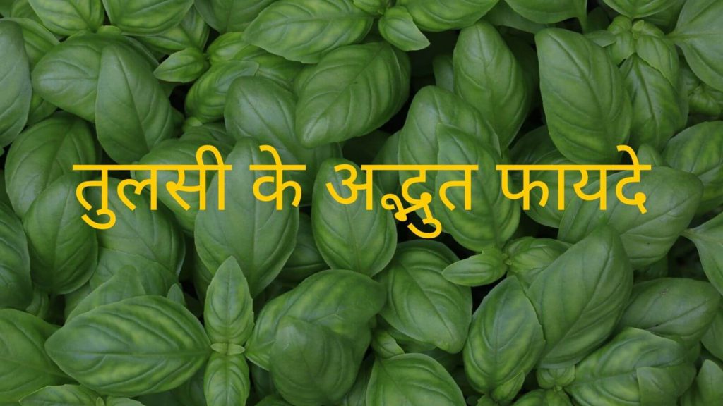 तुलसी के 10 अद्भुत फायदे