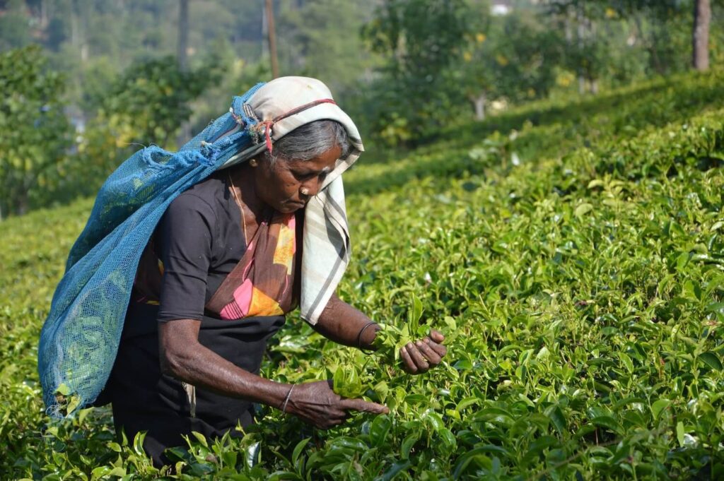 Sri Lanka Goes Organic