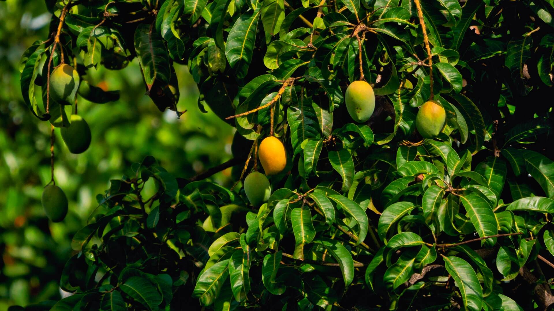 Different Types Of Mangoes In India Check Out The India s Mango Map 