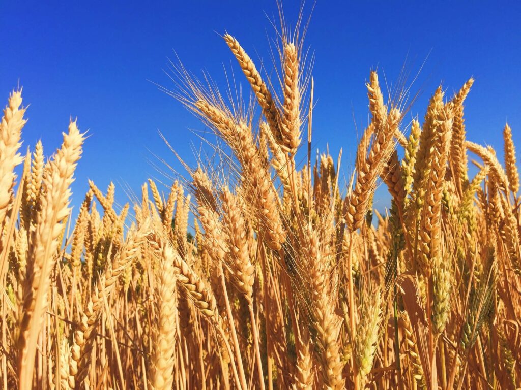 genetically modified foods