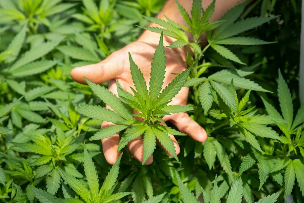 Hemp based product companies in India