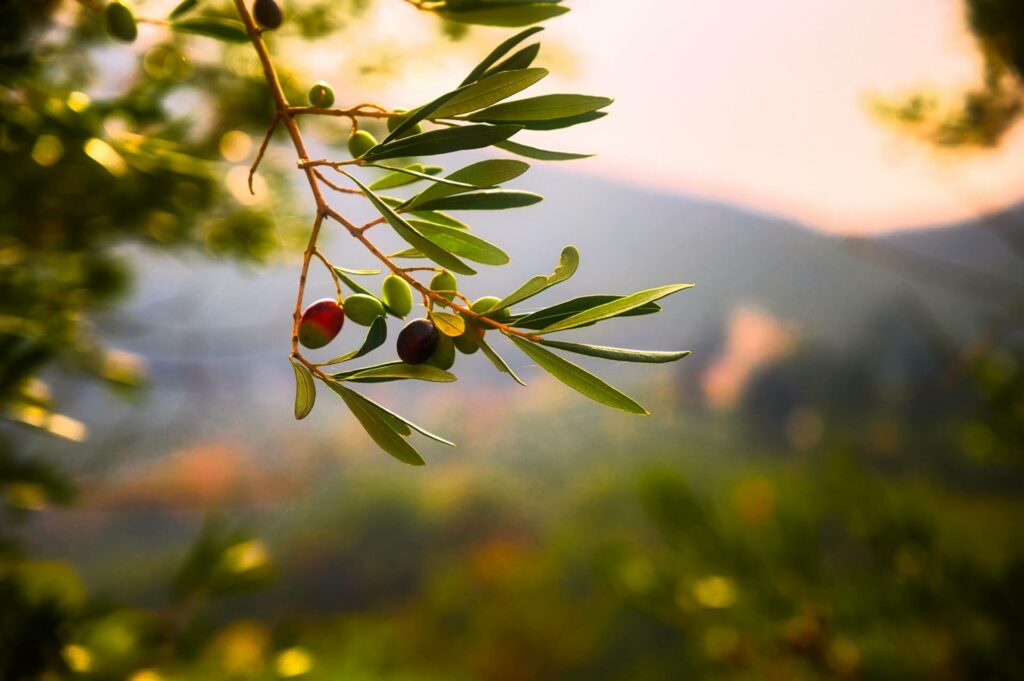types of olive oil