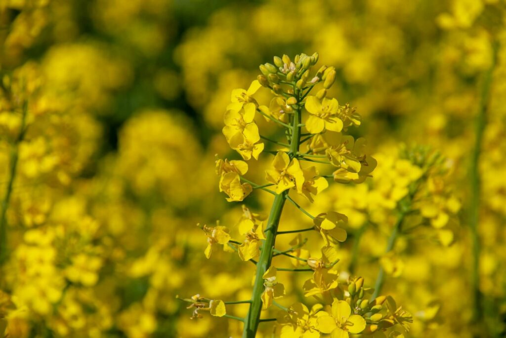 Best Mustard Oils | organic mustard oil