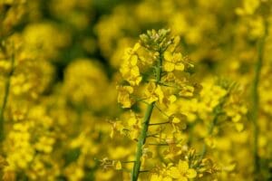 Best Mustard Oils | organic mustard oil