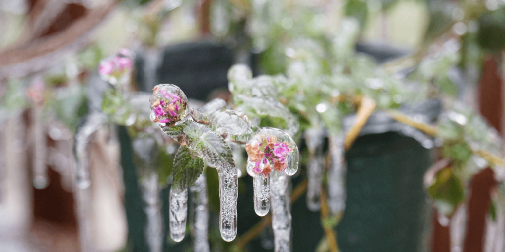 plants in cold weather