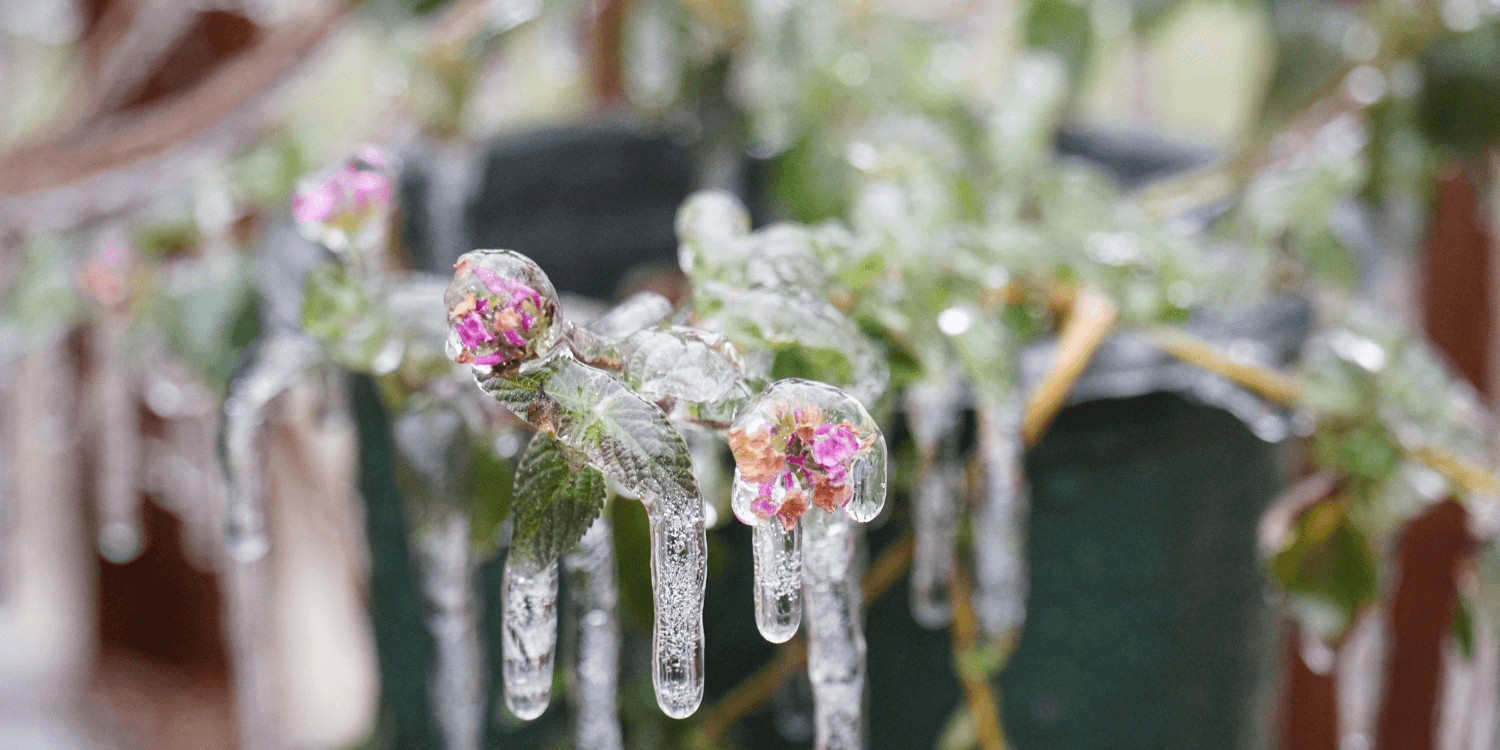 Shielding Your Greenery: A Guide on How to Protect Your Plants from Cold Weather