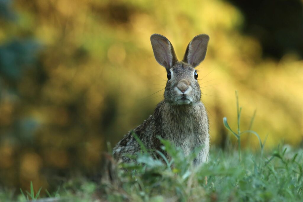 Cruelty free