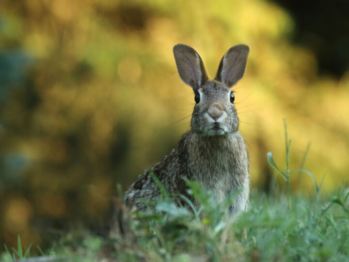 Embrace Cruelty-Free Beauty: Top Indian Brands Leading the Way