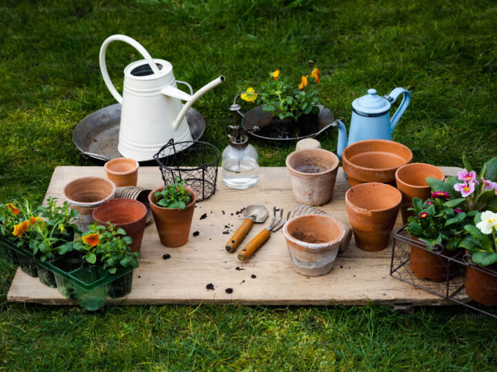 11 Terrace Gardening Essentials