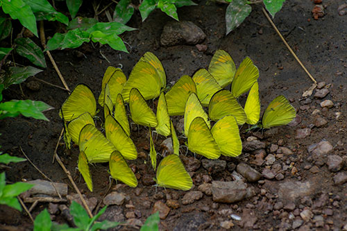 Peepal trees conserved by Give Me Trees Trust across India