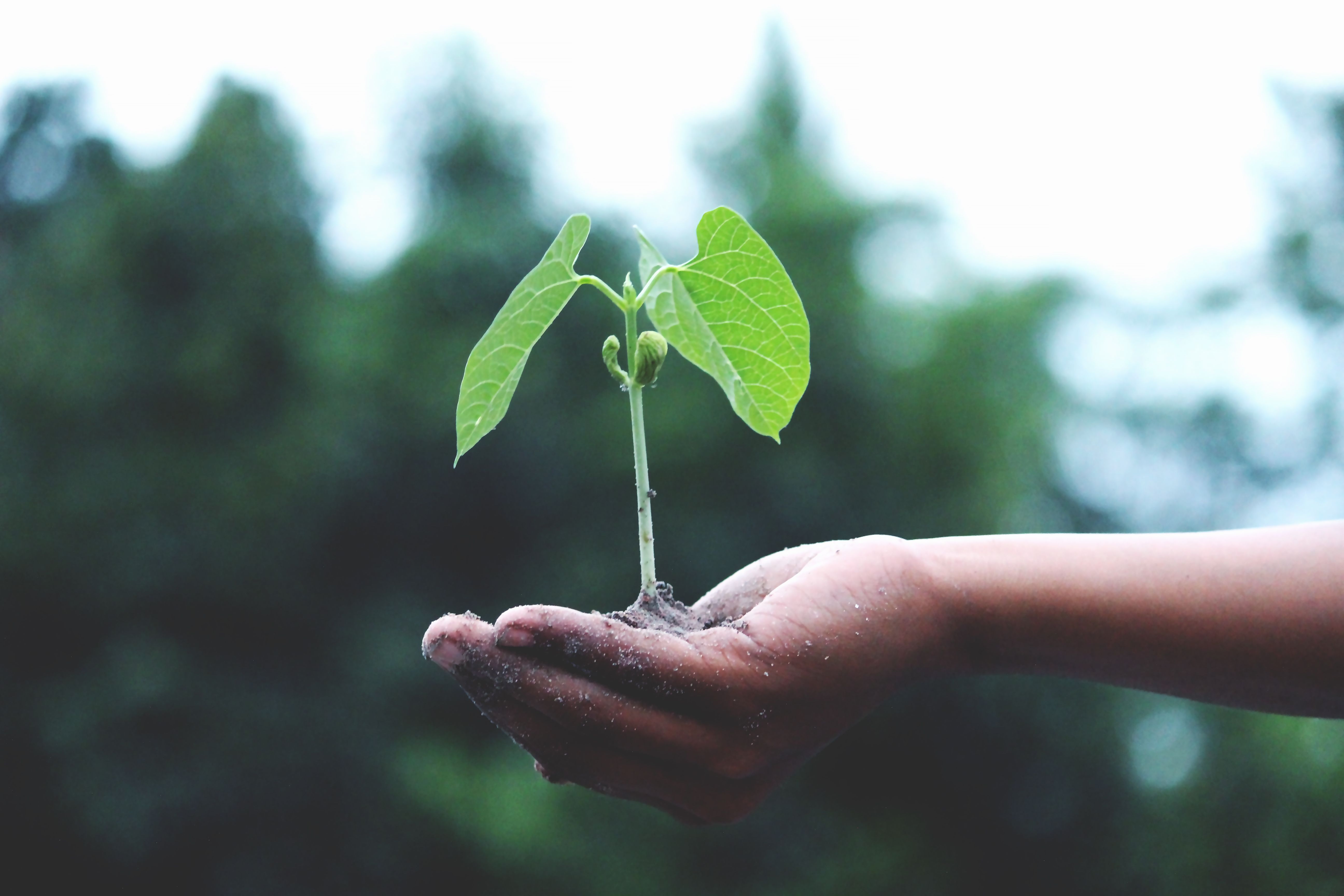 Hands holding a small green sapling, representing the starting point of a green business idea