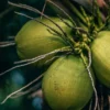 Coconut Map of India