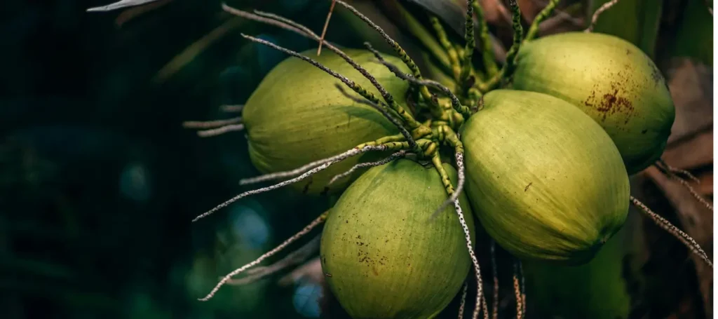 Coconut Map of India