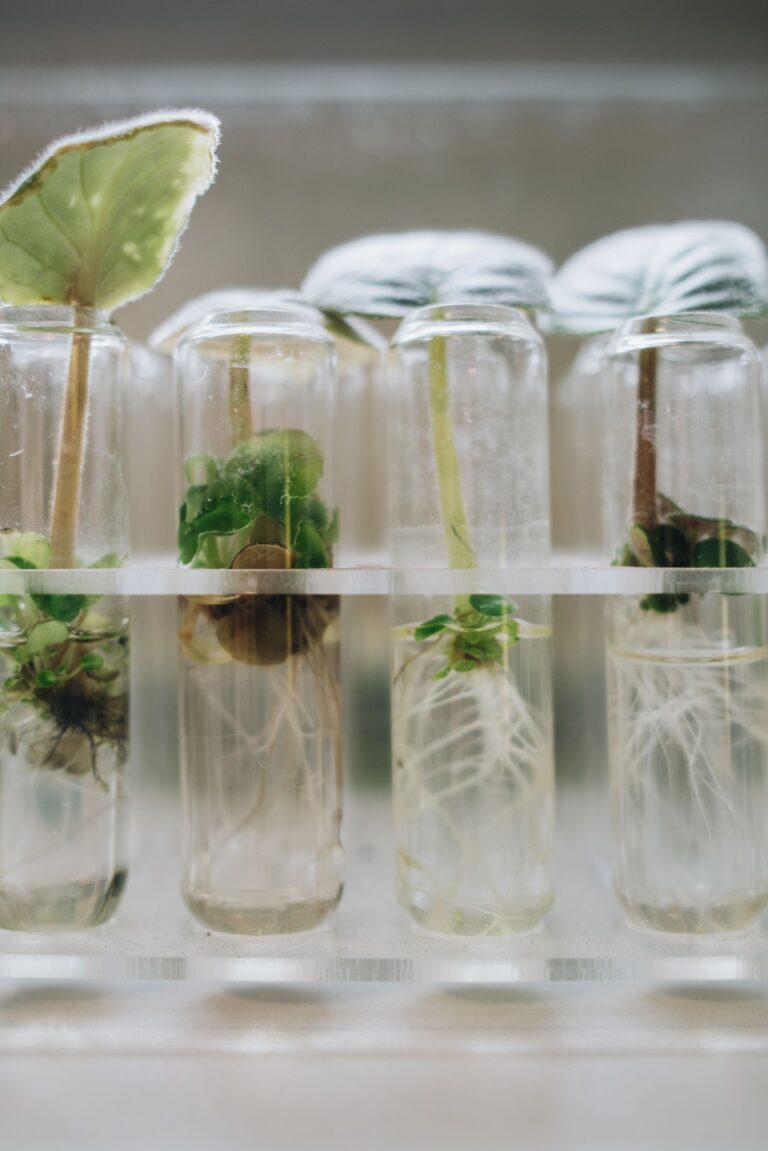 Plant tissue culture samples in test tubes representing germplasm conservation for India agrobiodiversity