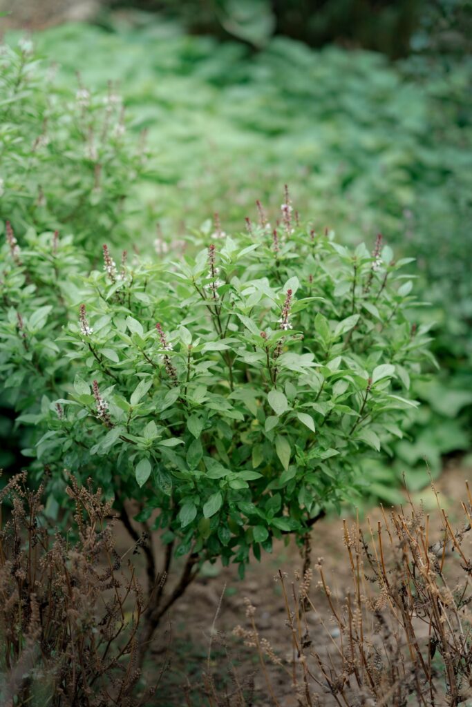 Tulsi (holy basil), a medicinal plant, growing in a field in India