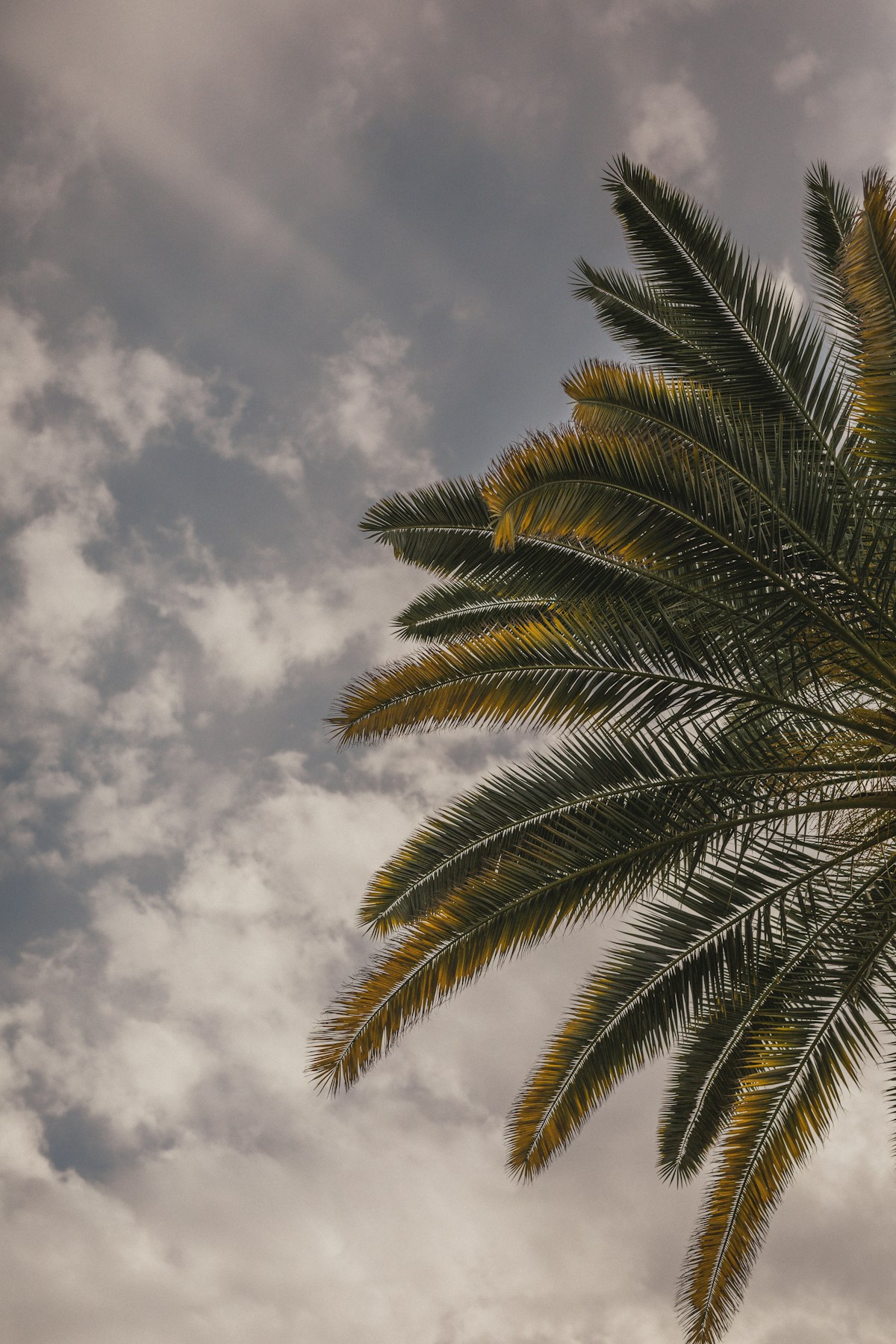 Coconut palm fronds fanning against a bright sky