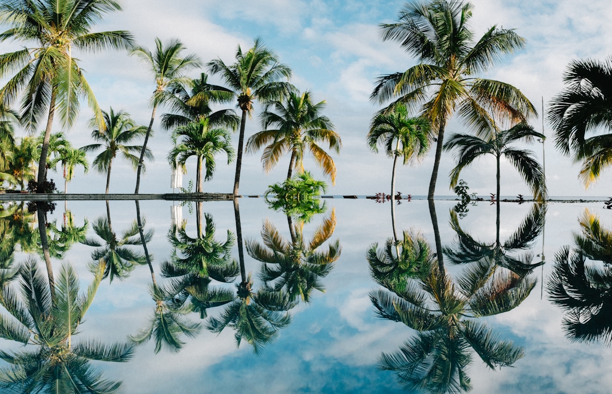 Coconut palm trees reflected in still water, Kerala