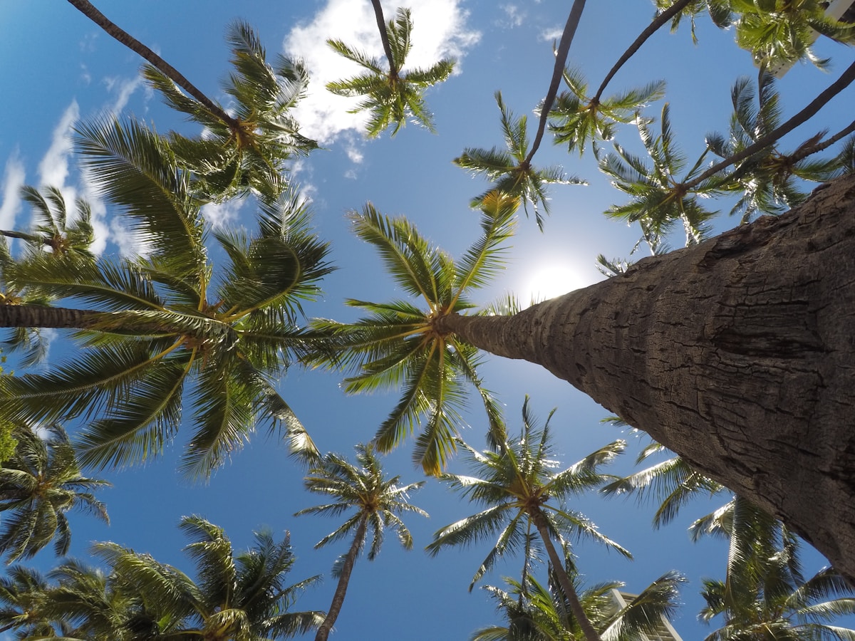 Tall coconut palms seen from below against a blue sky