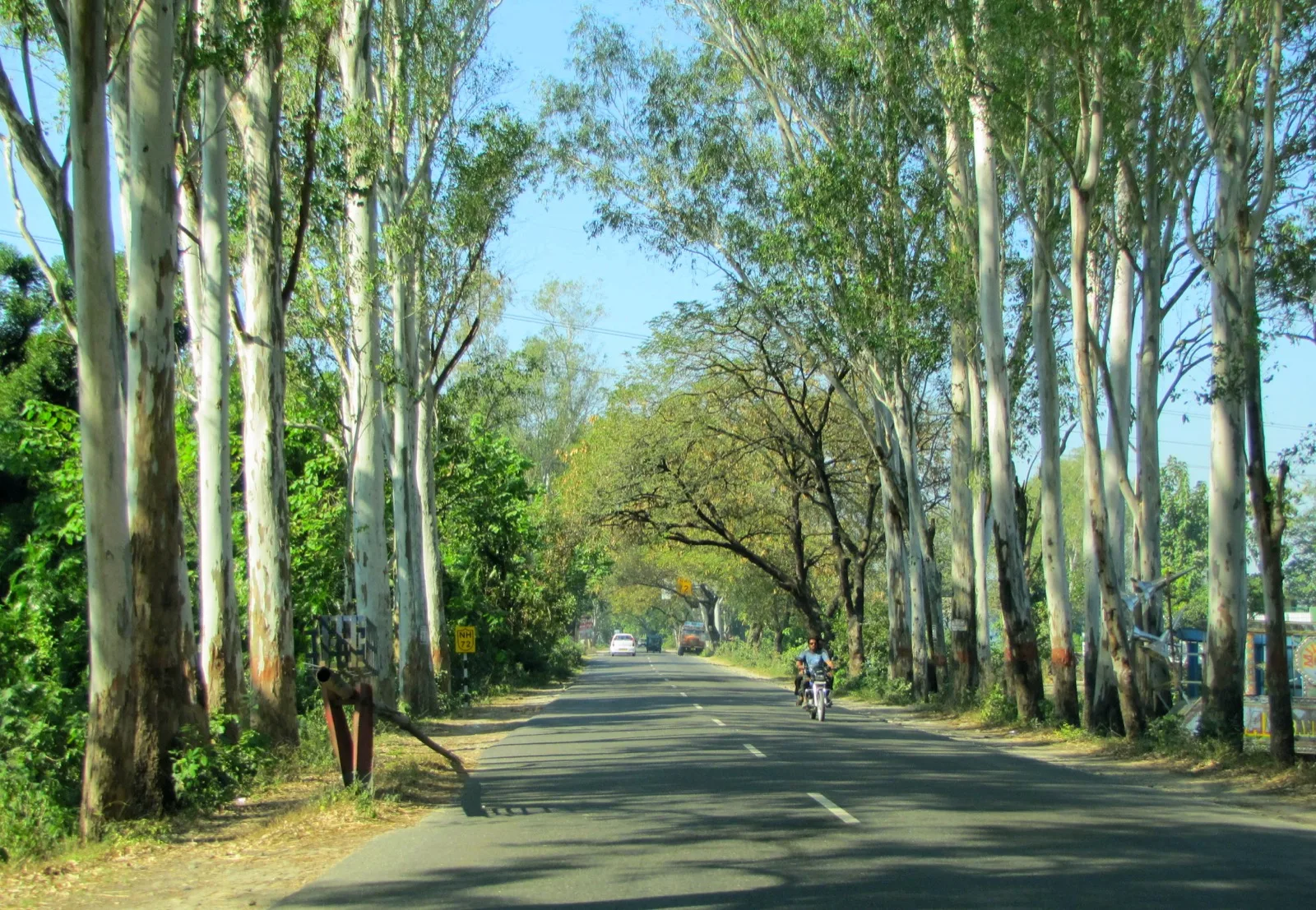 Tree plantation along a national highway median under India's Green Highways Policy