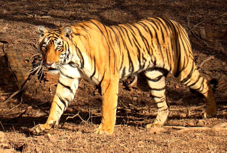 Tiger in Indian forest at Ranthambhore