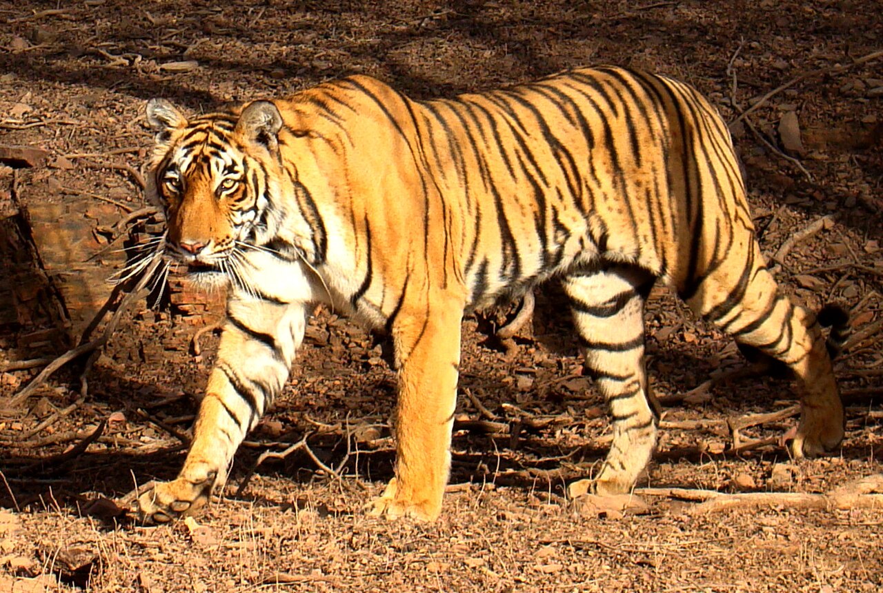 India Launches Its First National Centre on Human-Wildlife Conflict — Here Is Why That Is Long Overdue