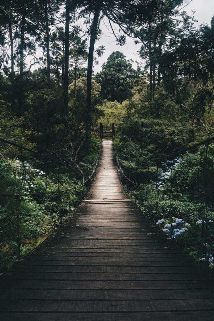 Forest trees green canopy India