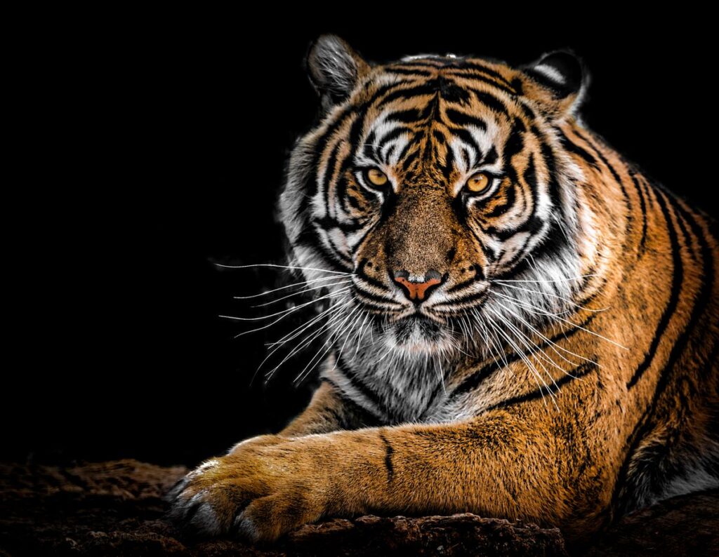 Wildlife in Indian forest