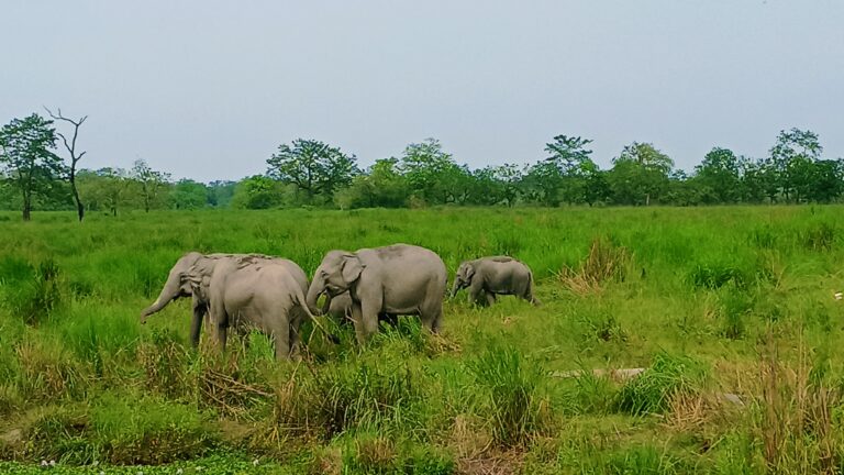 Herd of wild Asian elephants grazing in the grasslands of Kaziranga National Park, India