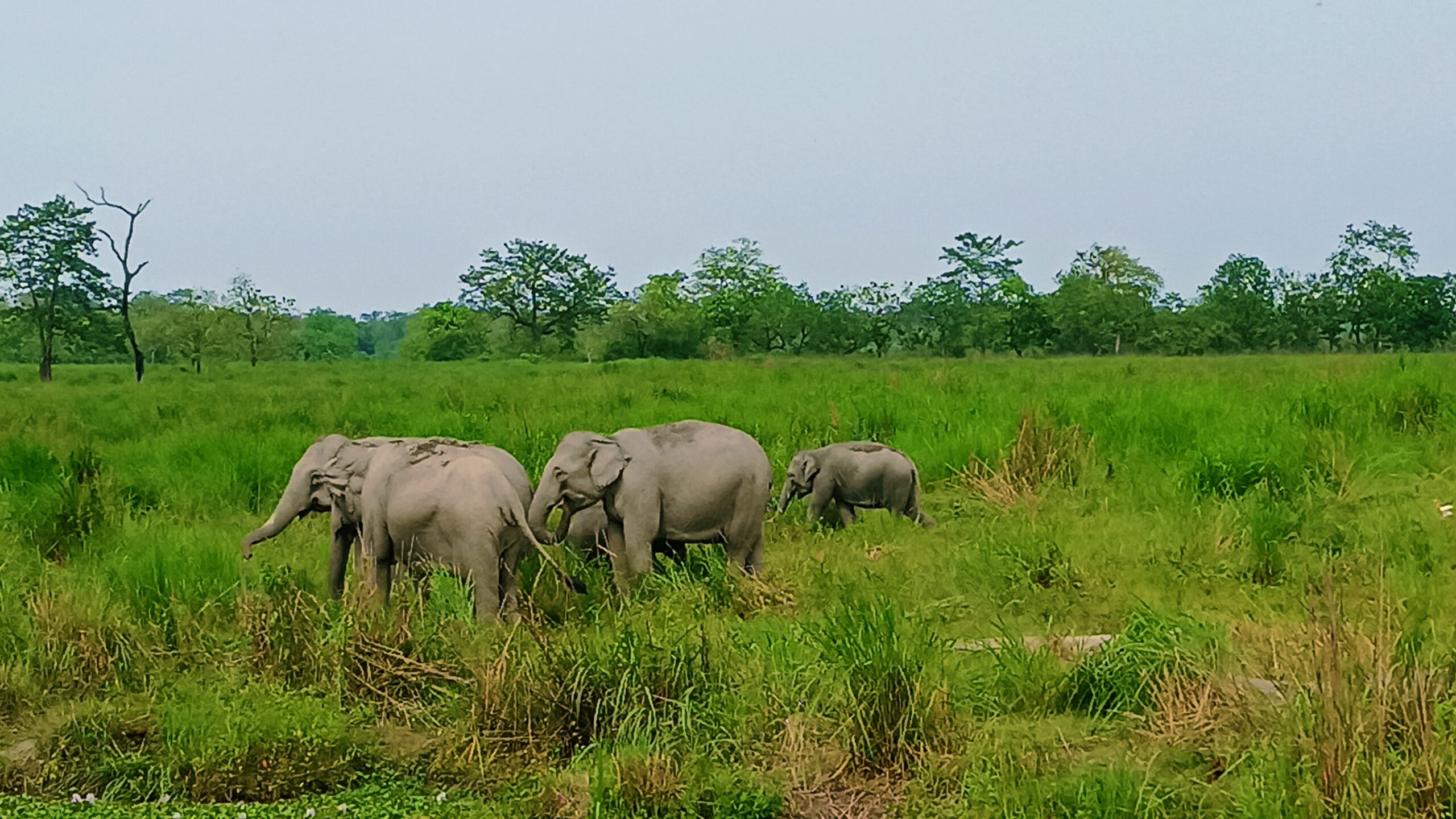 440 Animals, 15 kg of Ivory, 33 Arrests: Inside India’s Latest Crackdown on Wildlife Trafficking