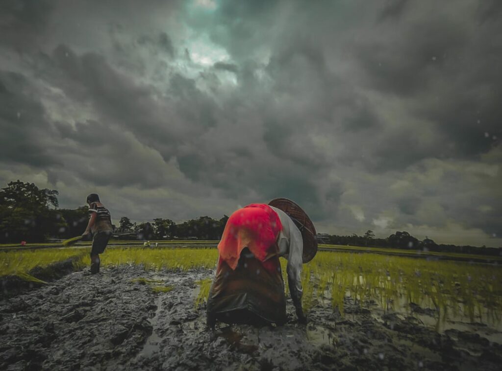 Rice cultivation in Assam, India — wild rice genetic resources and biodiversity heritage conservation