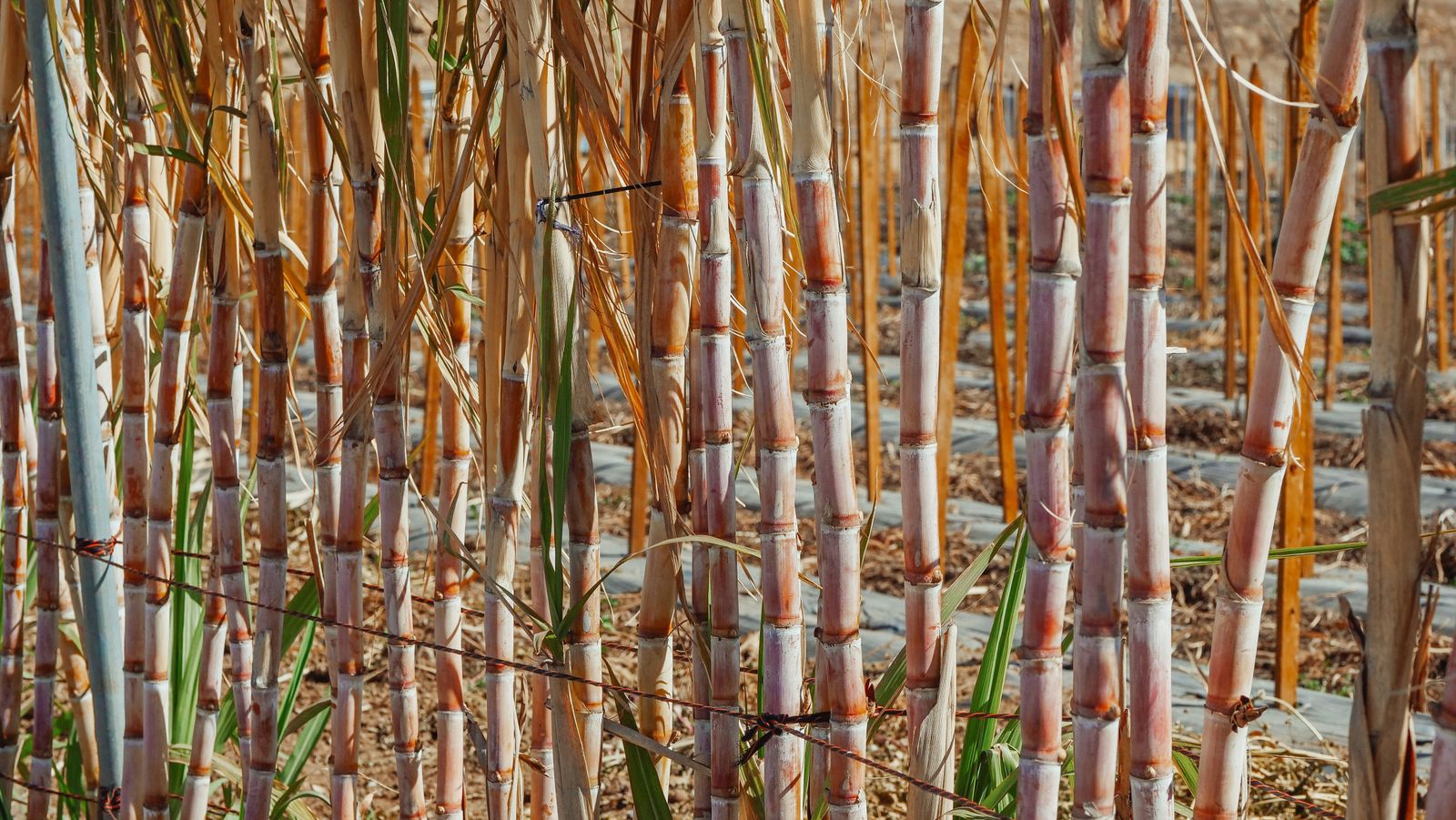 Close-up of sugarcane stalks growing in a field, the feedstock crop used for ethanol biofuel