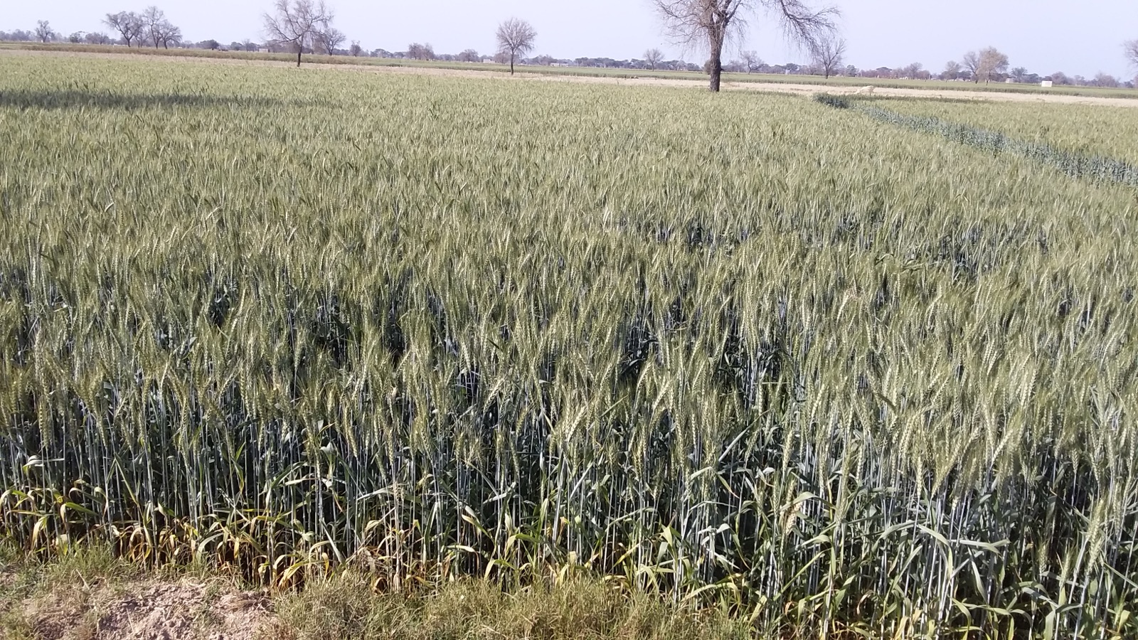 Wheat fields in Haryana, India — agricultural crop residue used for sustainable packaging innovations