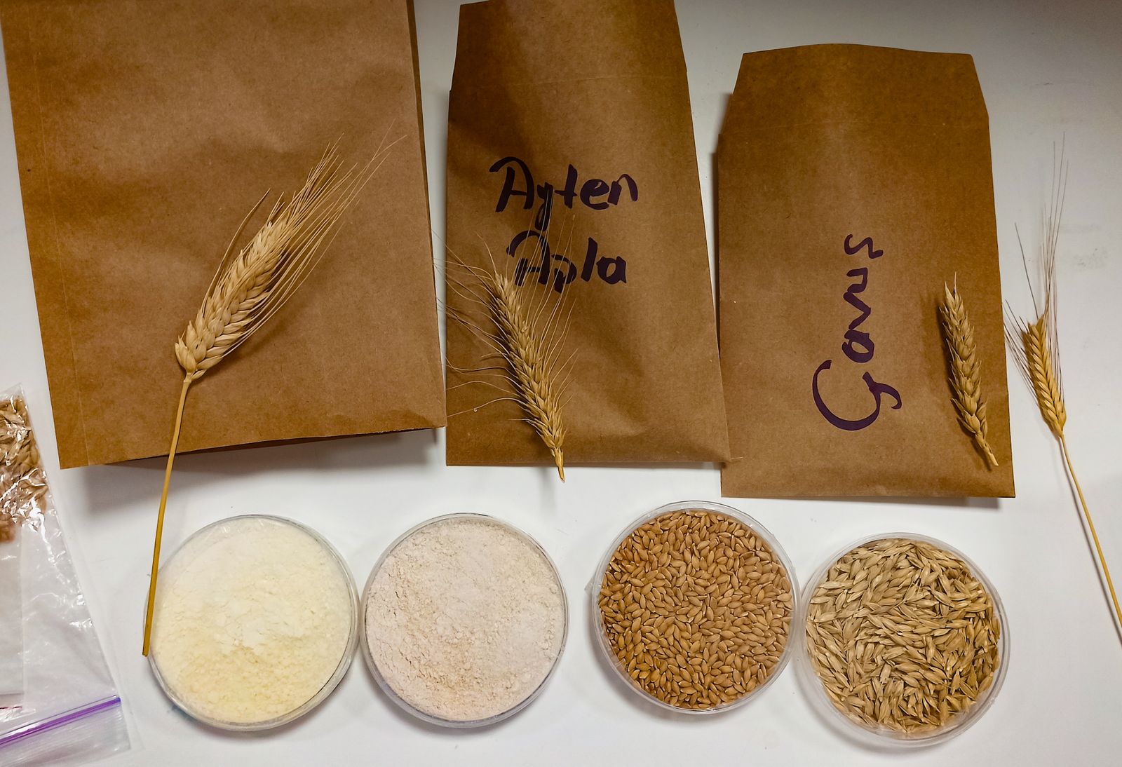 Different varieties of wheat and grain samples representing crop genetic diversity conserved in seed banks
