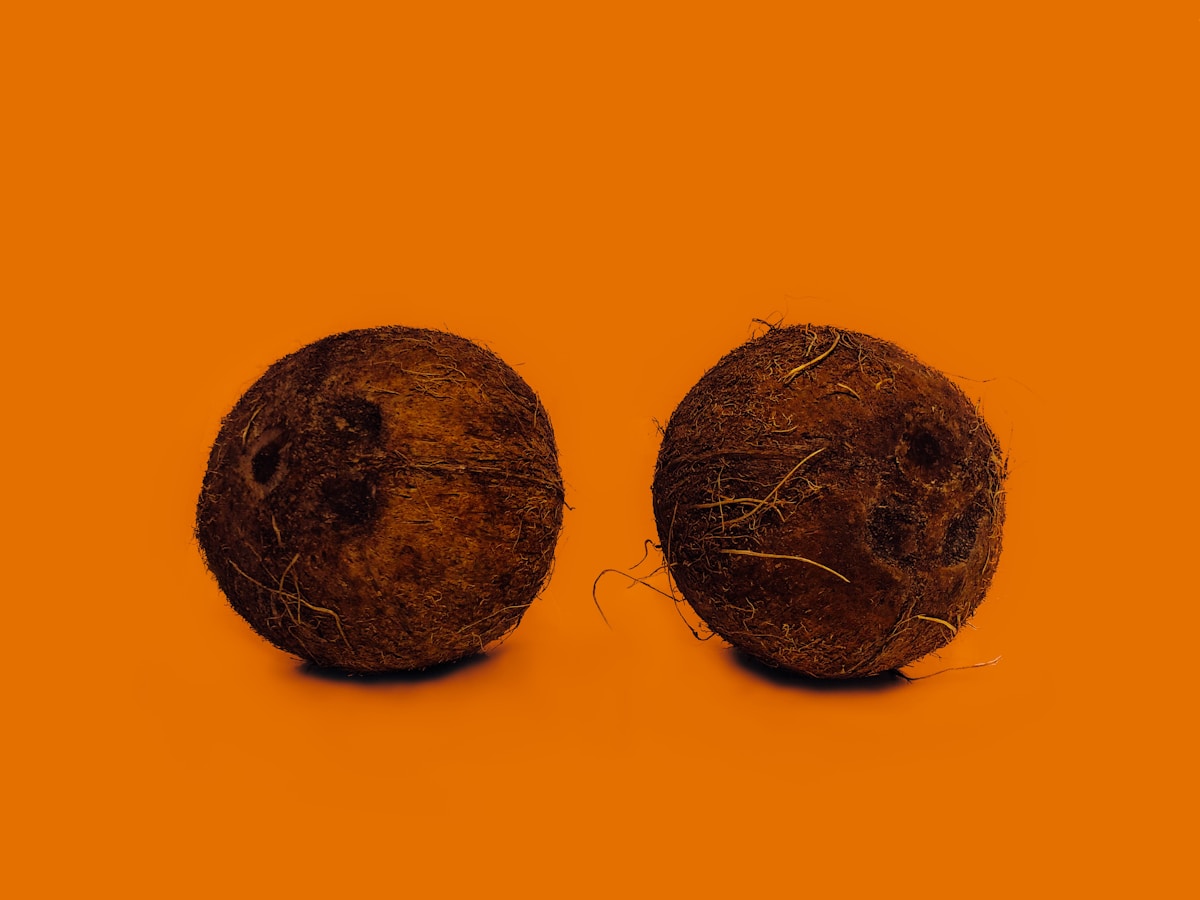 Two mature brown coconuts