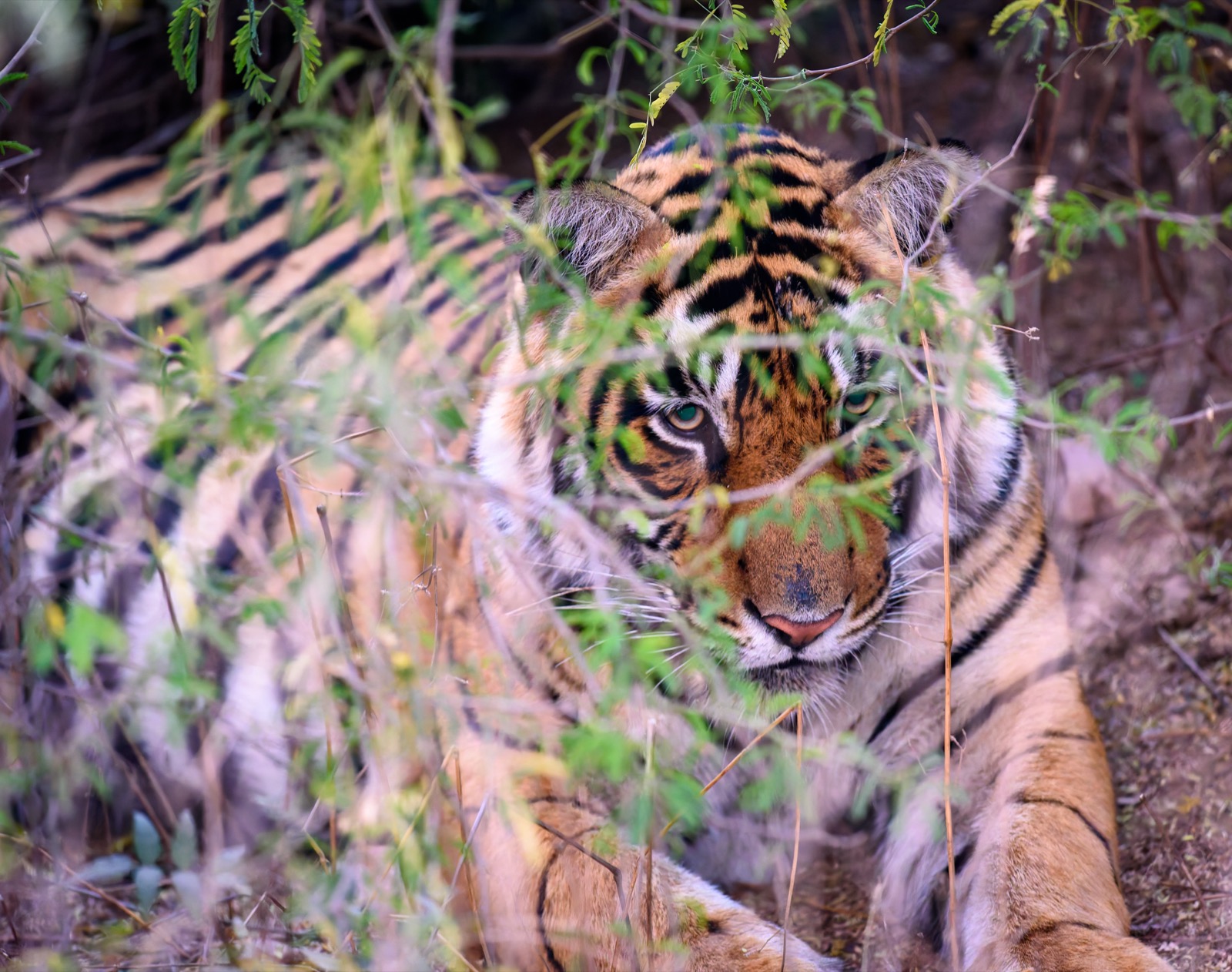 Wild Bengal tiger in Ranthambore National Park, India