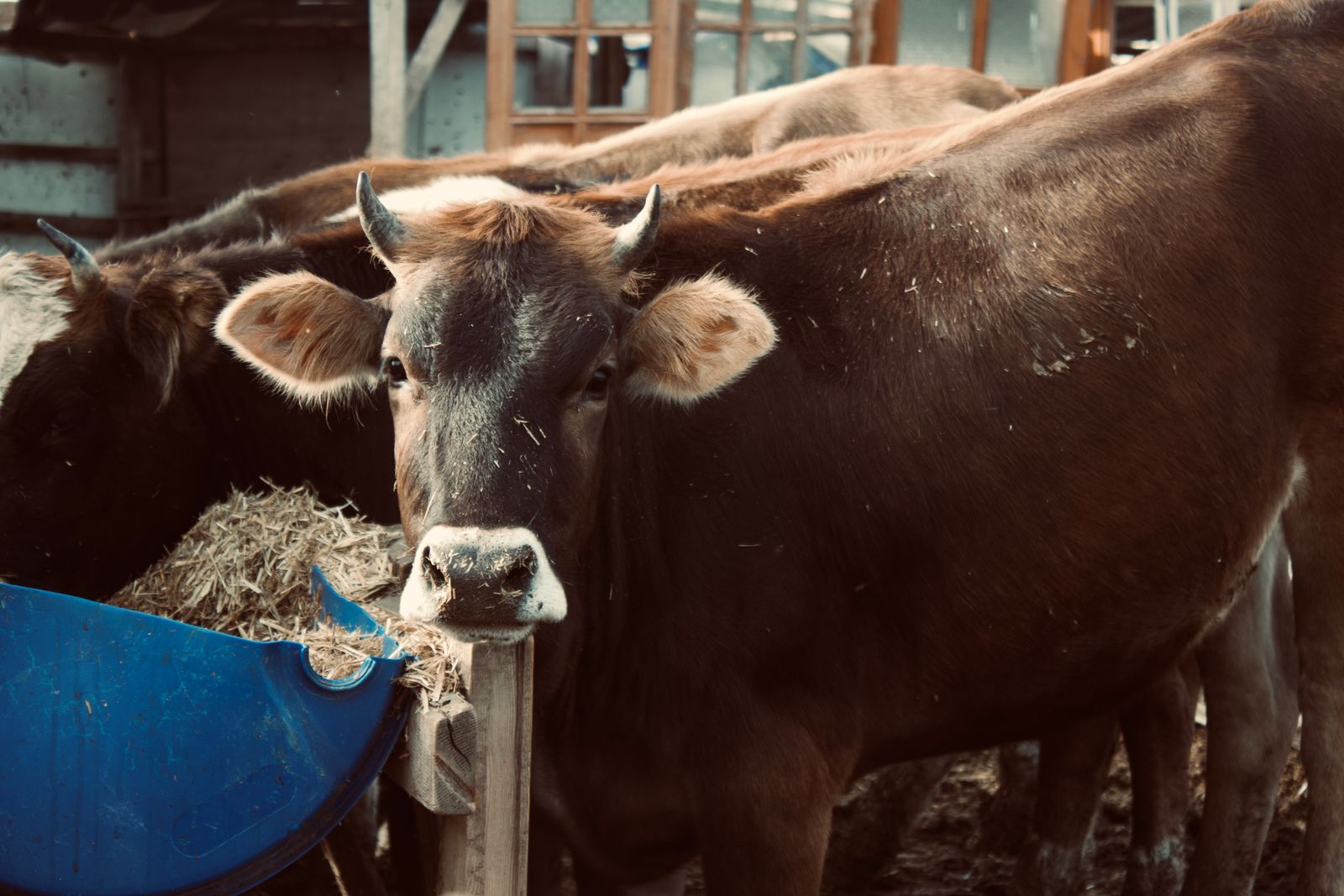 Cattle at a dairy shed where dung is collected for biogas processing