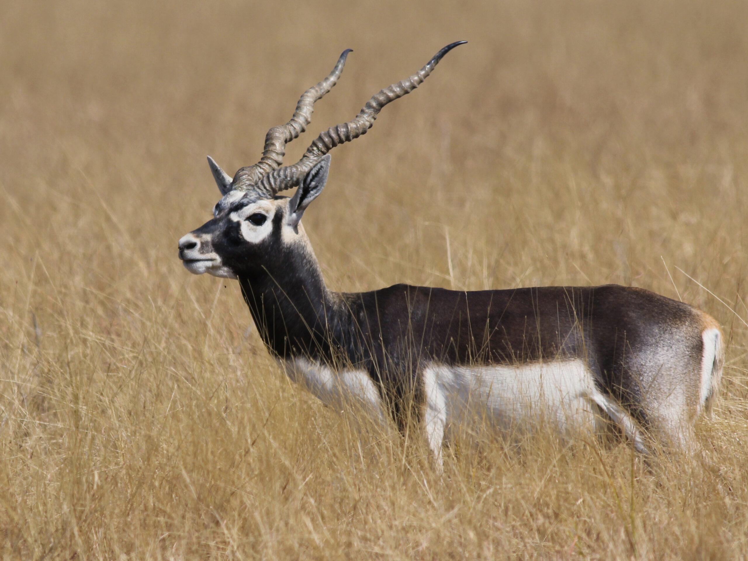 Blackbuck standing in open grassland at Velavadar Blackbuck National Park, Gujarat