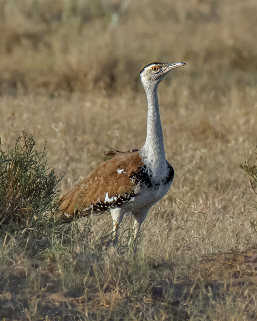 Great Indian Bustard standing in grassland habitat at Desert National Park, Rajasthan