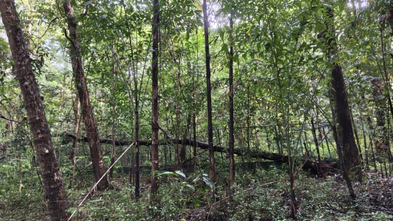 BRICS Environment Ministers Meeting outcome — dense young forest planting representing afforestation and landscape restoration