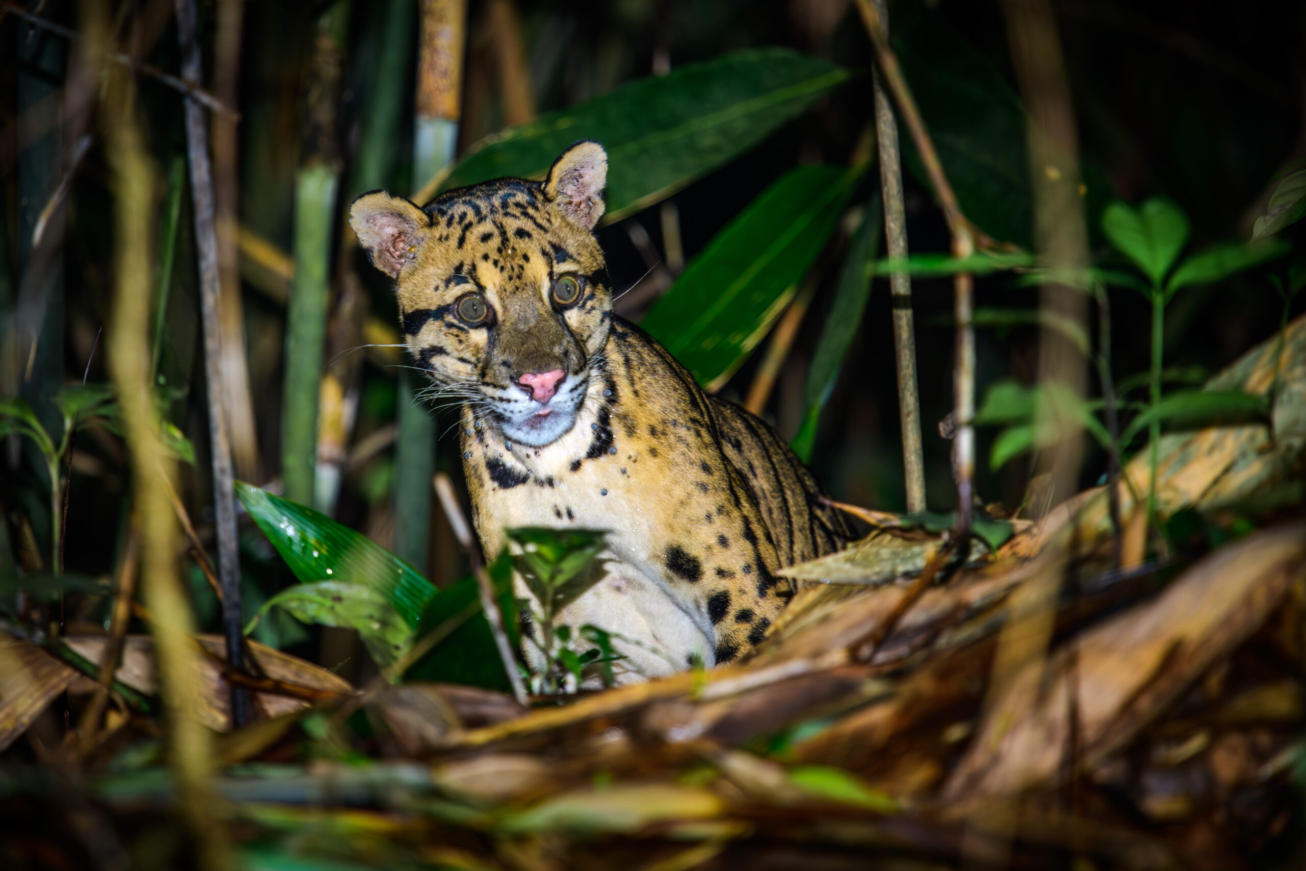 A clouded leopard in dense forest habitat typical of Northeast India