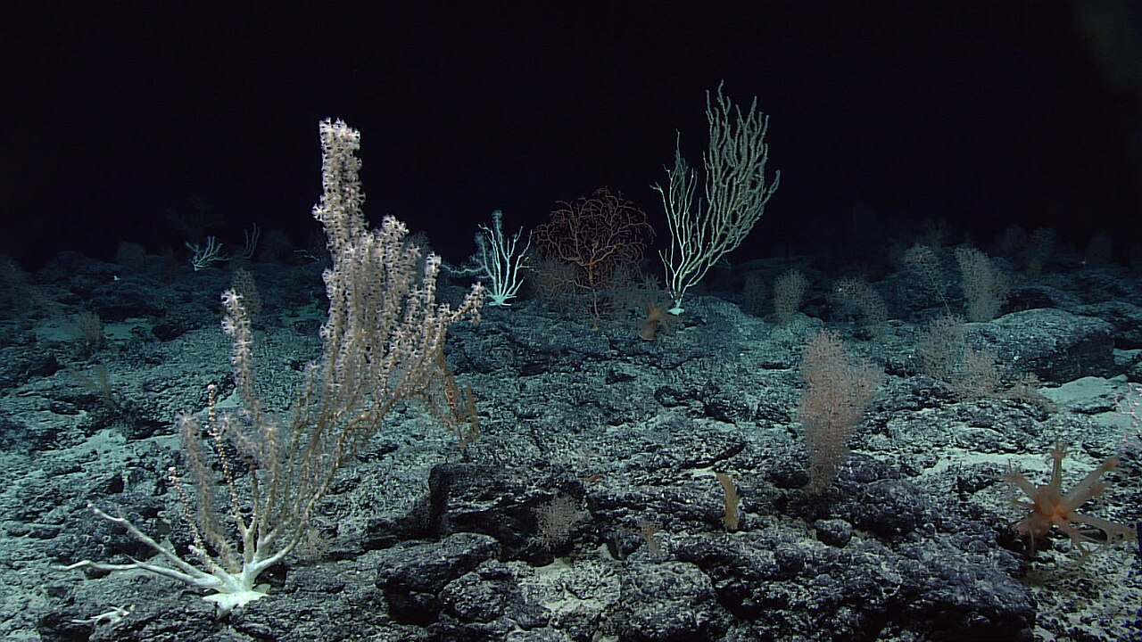Deep-sea coral community, representative of the biodiversity hotspots flagged in CMLRE's national deep-sea fishery report