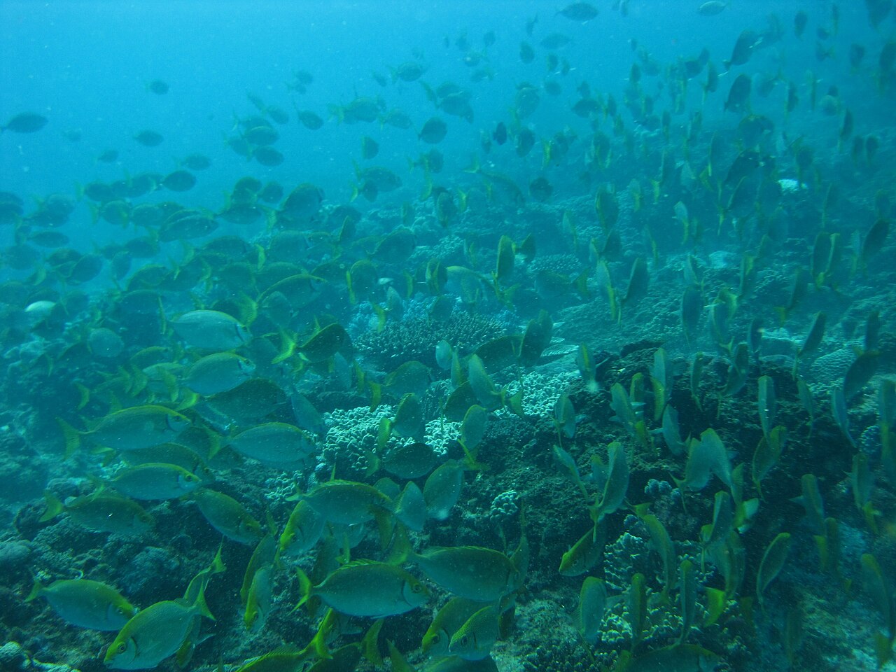 School of fish in open water, representing marine biodiversity relevant to India's sustainable Blue Economy