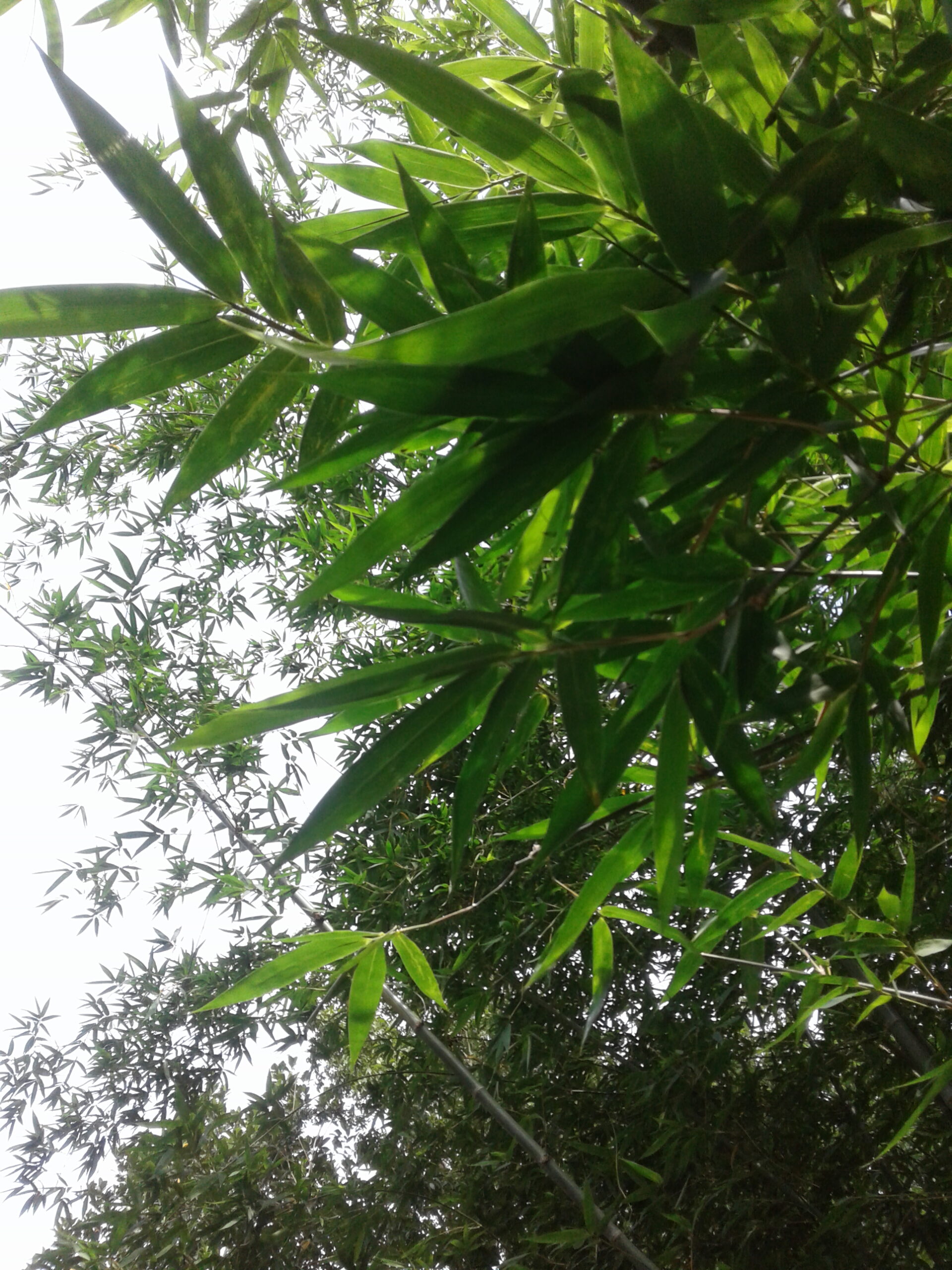 A dense bamboo grove with tall green bamboo stalks