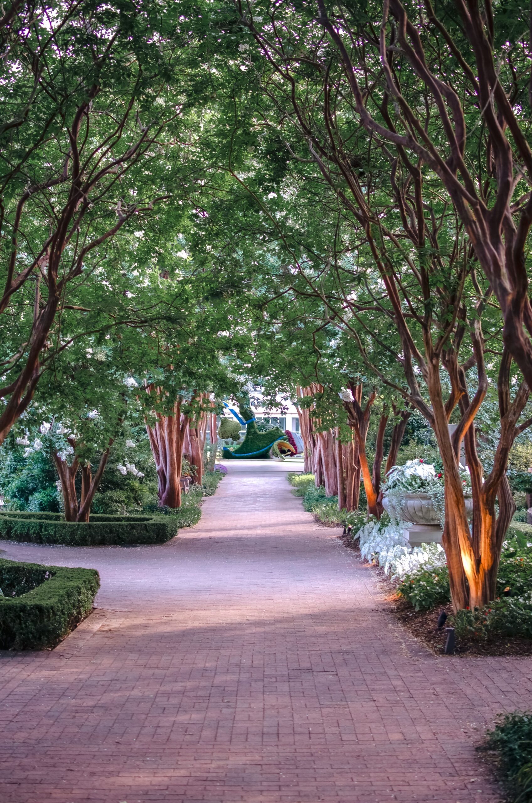 A quiet pathway lined with trees in a lush botanical garden
