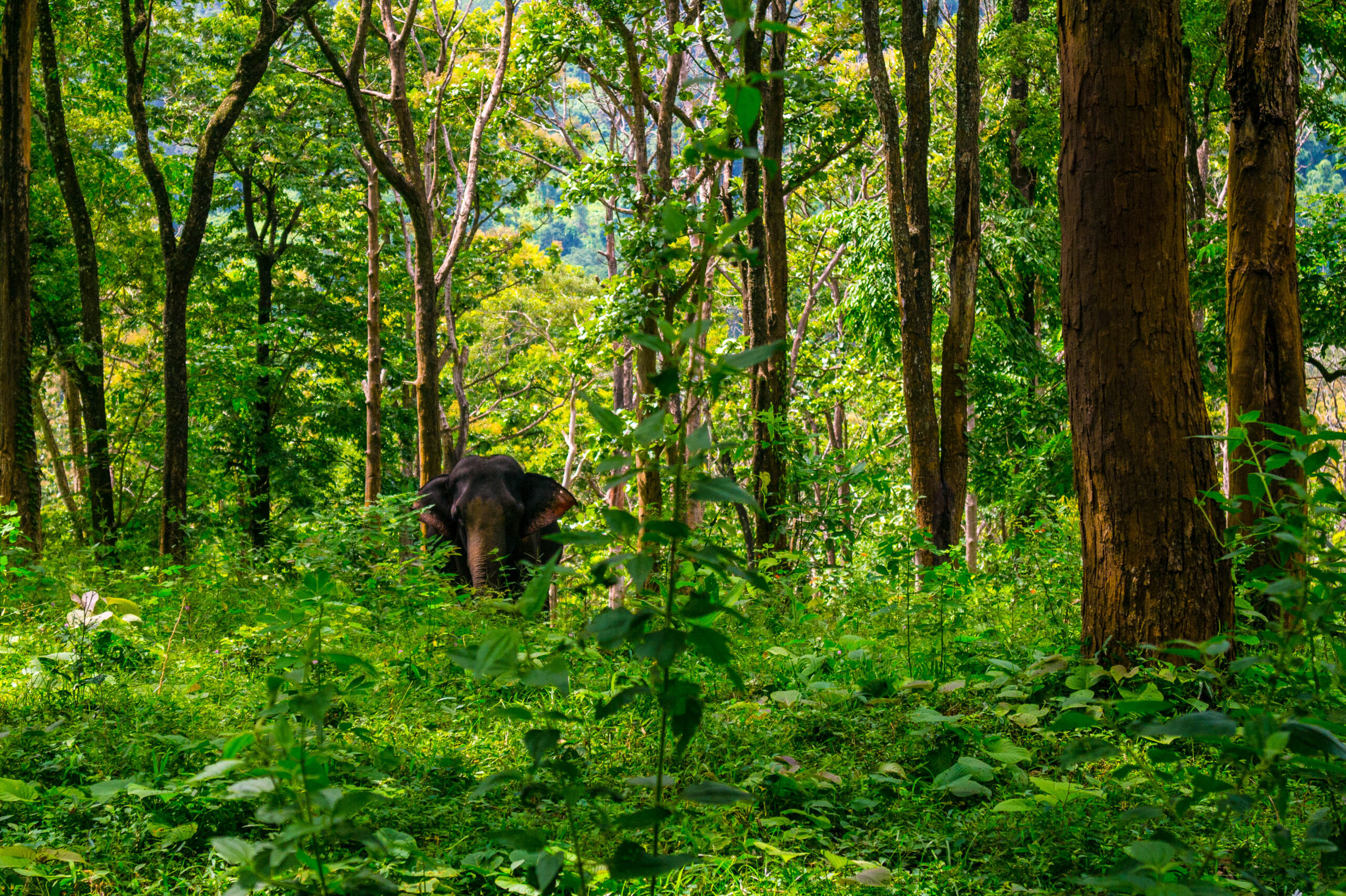 A wild elephant standing amid dense forest undergrowth in the Western Ghats, India, illustrating elephant habitat and corridor land